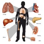 G156YP Outline of a human body identifying missing organs. Conceptual illustration of transplantable organs.